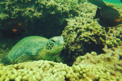 honu-2-with-fish
